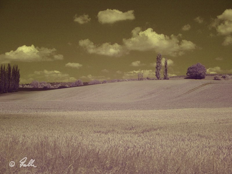 Toscana-alike, IR72   © Falk 2015