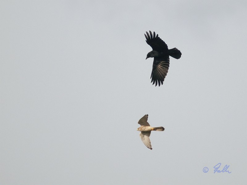 Kestrel vs Raven   © Falk 2019