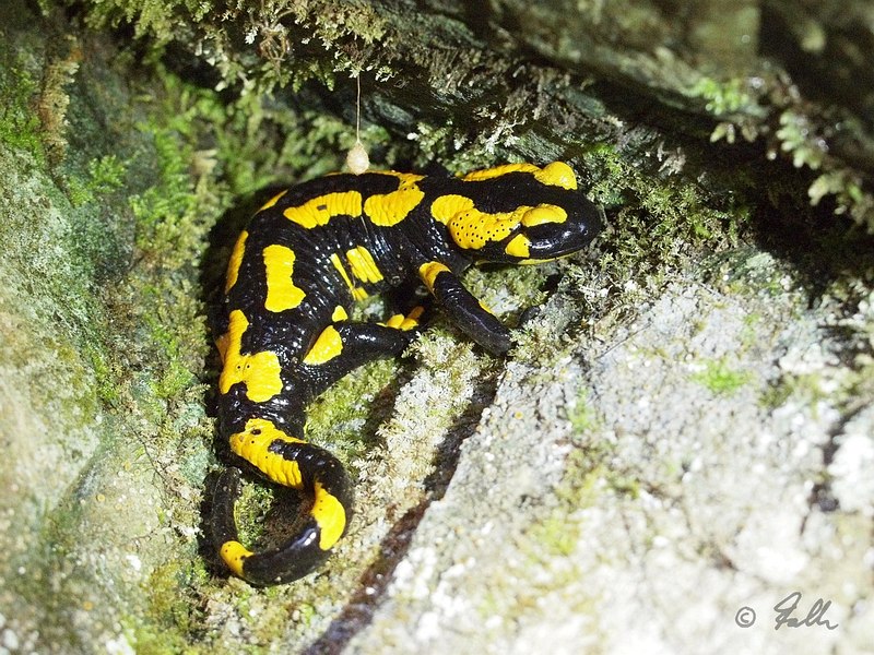 Salamandra salamandra   © Falk 2015