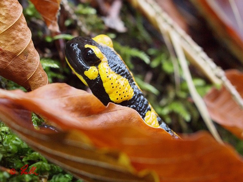 Salamandra salamandra   © Falk 2015