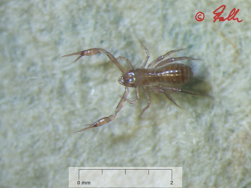 Pseudoscorpionidae