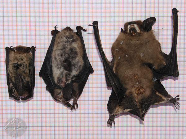 Pipistrellus, Myotis and Eptesicus give a good example of possible sizes in our native bats   © Falk 2010