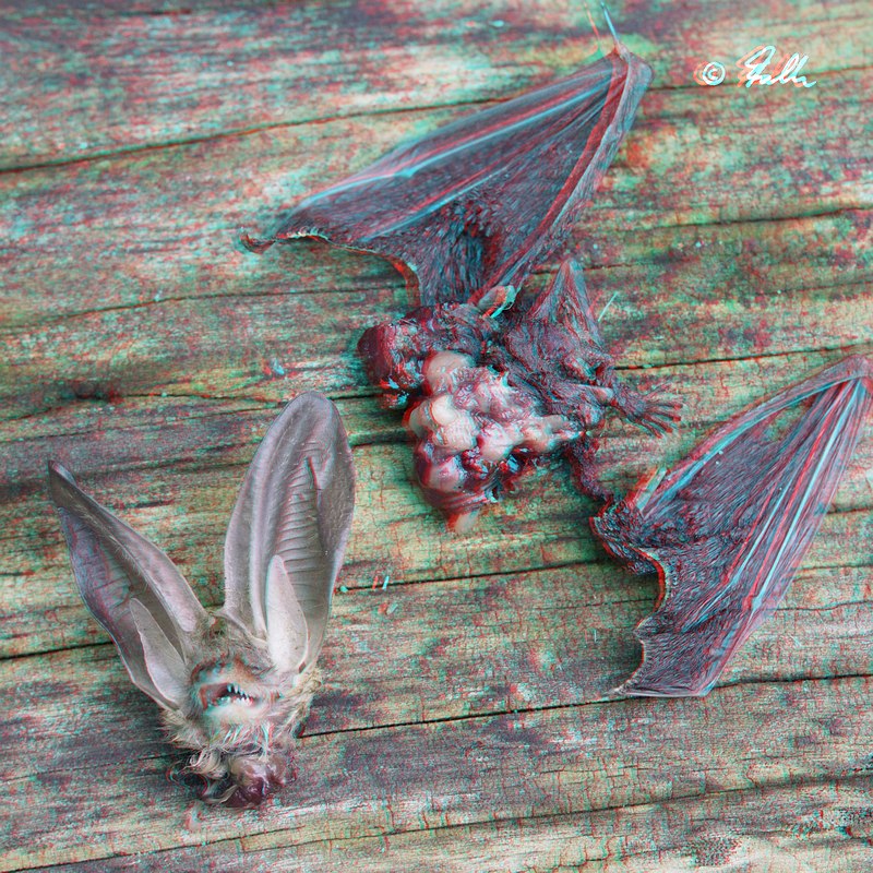 Colour-Anaglyph of Plecotus auritus; most likely a Magpie-Victim   © Falk 2016