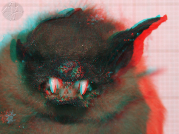 3D red cyan Anaglyph, detail of mouth and teeth of Eptesicus serotinus   © Falk 2010