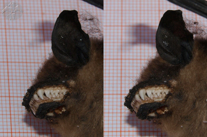 3D stereopair for parallel view. Close up of the impressive teeth of Eptesius serotinus.   © Falk 2010