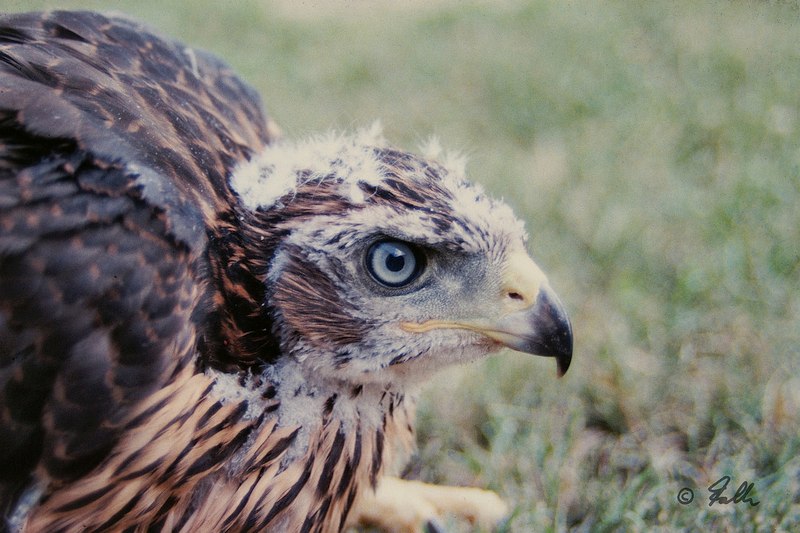 Accipiter gentilis, juv. female   © Falk 1992