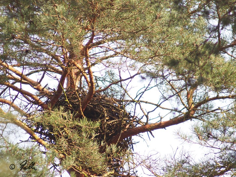 new nest of Corvus corax   © Falk 2016