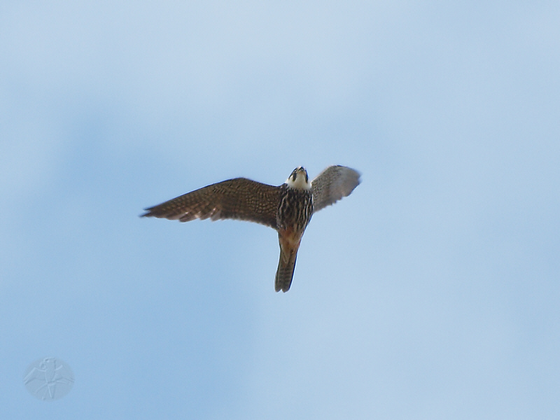 Falco subbuteo, male   {7}   © Falk 2011