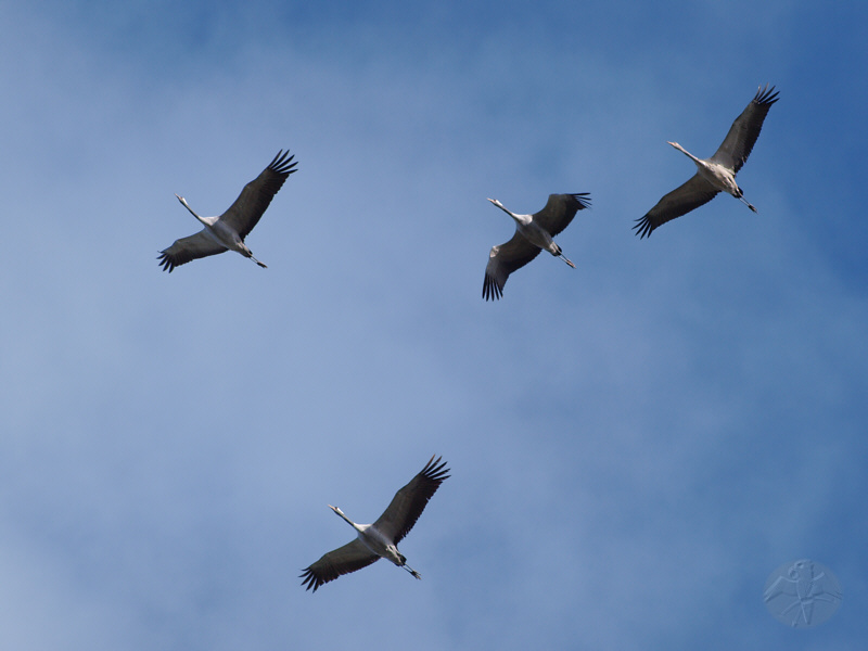 Common Cranes on their way into warmer climates!    © Falk 2010