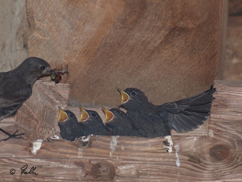 Phoenicurus ochruros Chicks being fed by Female   © Falk 2016