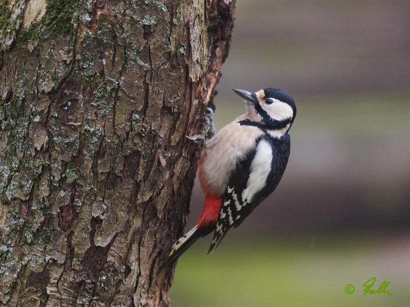 Greater Spotted Woodpecker, female   © Falk 2017