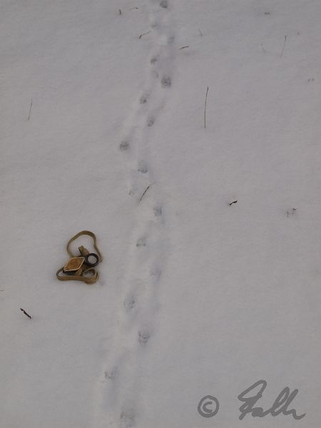 Hedghog spoor in deep snow   © Falk 2012