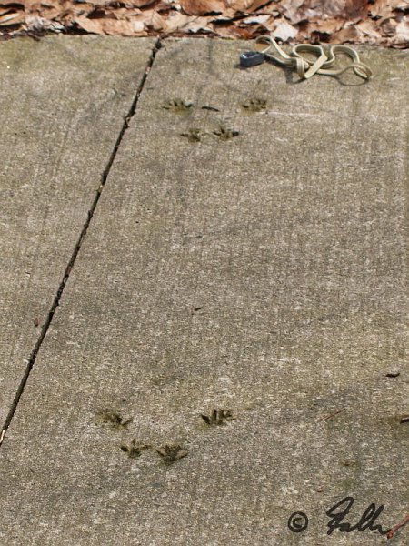 Red Squirrel track in concrete   © Falk 2013