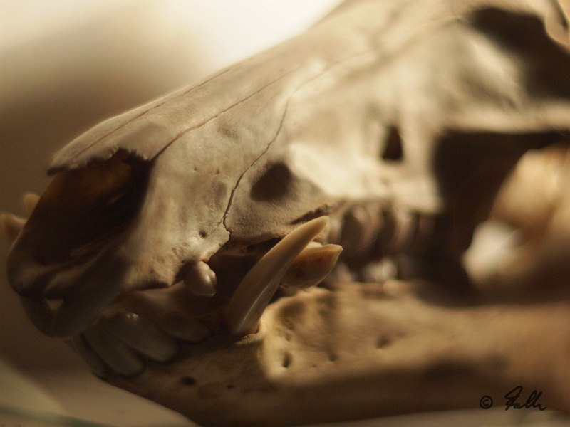 Sus scrofa skull (immat. male)   © Falk 2017